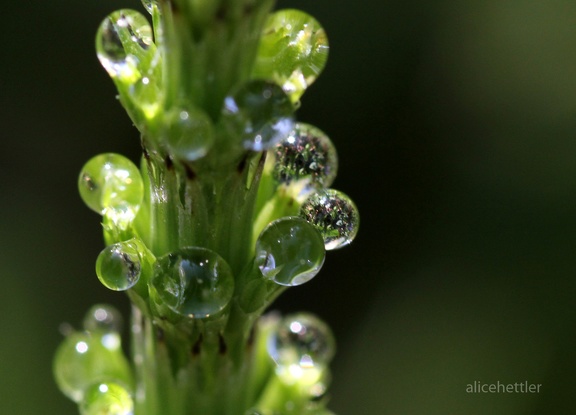 Schachtelhalm (Equisetum sp.)